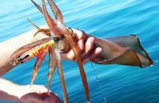 Ahtapot Nasıl Yakalanır?