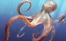 Ahtapotların Kaç Kalbi Var?